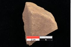 Foto (Detailansicht) von Salvinia mildeana Goeppert (NHMW-GEO-2024-0188-0114)